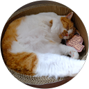 Yalun ZHENG profile picture